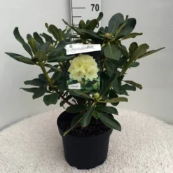 Rhododendron (Rhododendron 'Horizon Monarch') -Tuinplantenwinkel rh. horizon monarch c10 50 cm 2