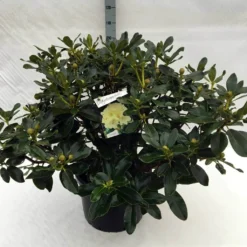 Rhododendron (Rhododendron 'Horizon Monarch') -Tuinplantenwinkel rh. horizon monarch c40