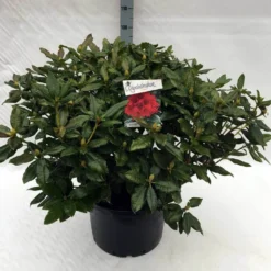 Rhododendron (Rhododendron 'Lord Roberts') -Tuinplantenwinkel rh. lord roberts c40