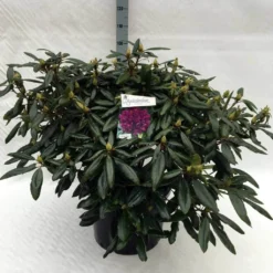 Rhododendron (Rhododendron 'Marcel Menard') 39 Rhododendron (Rhododendron 'Marcel Menard') -Tuinplantenwinkel rh. marcel menard c40