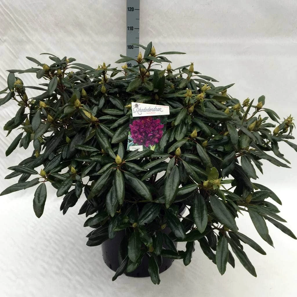 Rhododendron (Rhododendron 'Marcel Menard') 20 Rhododendron (Rhododendron 'Marcel Menard') - Afbeelding 20