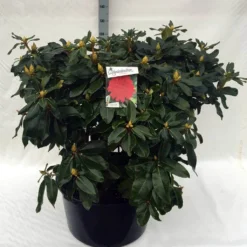 Rhododendron (Rhododendron 'Markeeta's Prize') -Tuinplantenwinkel rh. markeeta s prize c80 1