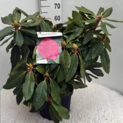 Rhododendron (Rhododendron 'American Beauty') -Tuinplantenwinkel rh. p. a. beauty c10 50 cm 2
