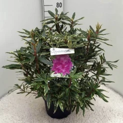 Bosrhododendron (Rhododendron Ponticum 'Variegatum') -Tuinplantenwinkel rh. pont. variegatum c10 50 cm