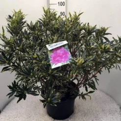 Bosrhododendron (Rhododendron Ponticum 'Variegatum') -Tuinplantenwinkel rh. pont. variegatum c20 1