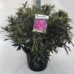 Bosrhododendron (Rhododendron Ponticum 'Variegatum') -Tuinplantenwinkel rh. pont. variegatum c30