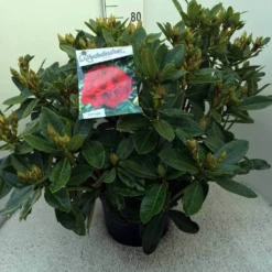 Rhododendron (Rhododendron 'Red Jack') -Tuinplantenwinkel rh. red jack c20 1