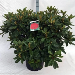 Rhododendron (Rhododendron 'Red Jack') -Tuinplantenwinkel rh. red jack c40