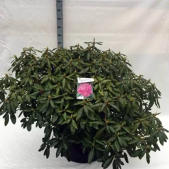 Rhododendron (Rhododendron 'Roseum Elegans') -Tuinplantenwinkel rh. roseum elegans c80