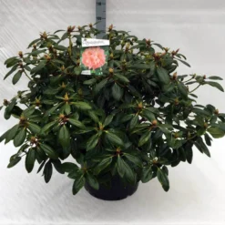 Rhododendron (Rhododendron 'Virginia Richards') 17 Rhododendron (Rhododendron 'Virginia Richards') -Tuinplantenwinkel rh. virginia richards c40 1