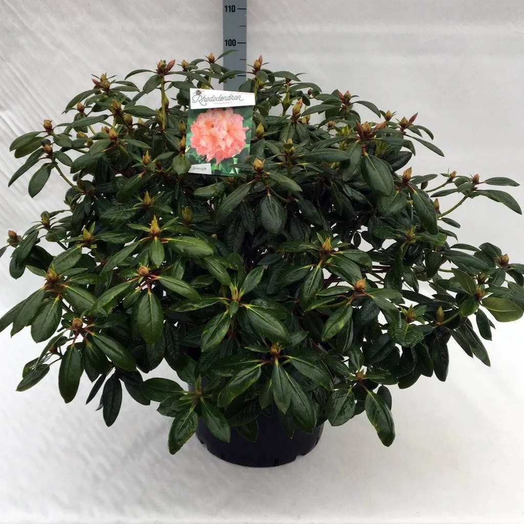 Rhododendron (Rhododendron 'Virginia Richards') 7 Rhododendron (Rhododendron 'Virginia Richards') - Afbeelding 7