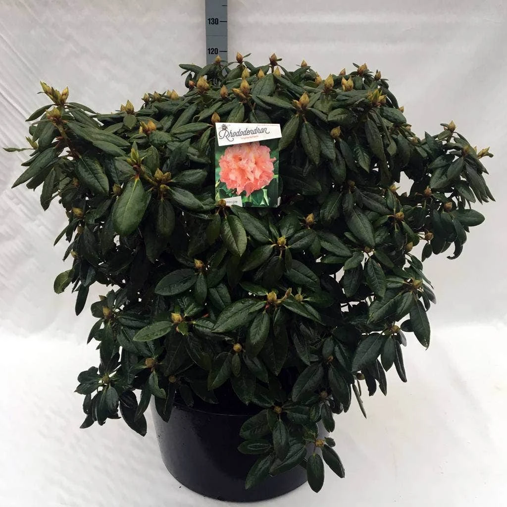 Rhododendron (Rhododendron 'Virginia Richards') 10 Rhododendron (Rhododendron 'Virginia Richards') - Afbeelding 10