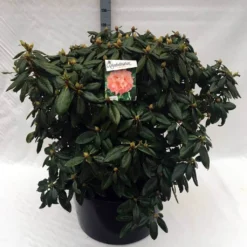 Rhododendron (Rhododendron 'Virginia Richards') 20 Rhododendron (Rhododendron 'Virginia Richards') -Tuinplantenwinkel rh. virginia richards c80