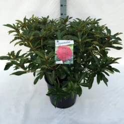 Rhododendron (Rhododendron 'Wilgen's Ruby') -Tuinplantenwinkel rh. wilgen s ruby c30