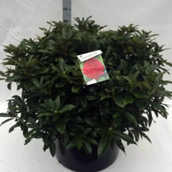 Rhododendron (Rhododendron 'Wilgen's Ruby') -Tuinplantenwinkel rh. wilgens ruby c80 1