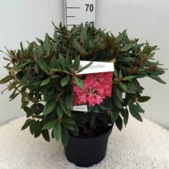 Rhododendron (Rhododendron 'Winsome') -Tuinplantenwinkel rh. winsome c10 50 cm 1