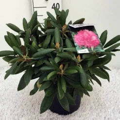 Dwergrhododendron (Rhododendron 'Polaris') 8 Dwergrhododendron (Rhododendron 'Polaris') -Tuinplantenwinkel rh. y polaris c5