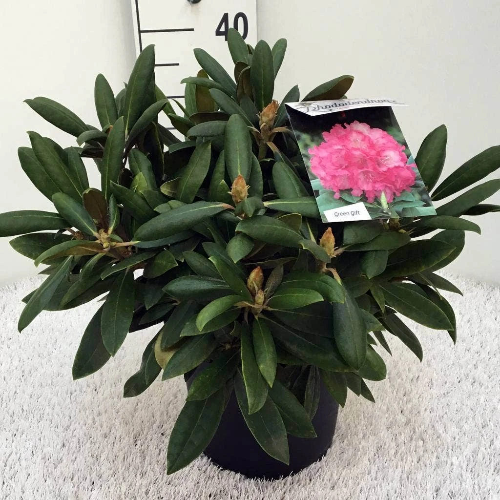 Dwergrhododendron (Rhododendron 'Polaris') 4 Dwergrhododendron (Rhododendron 'Polaris') - Afbeelding 4