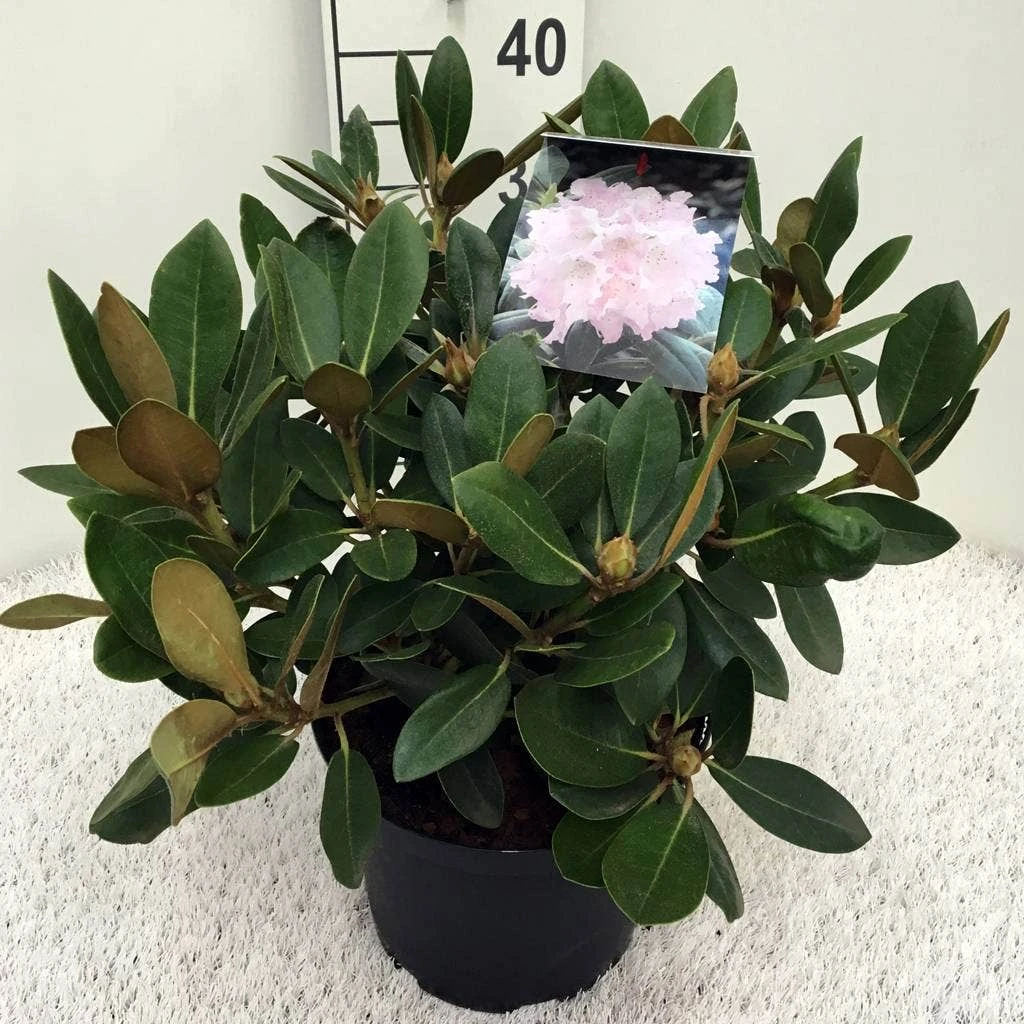 Dwergrhododendron (Rhododendron 'Silberwolke') 2 Dwergrhododendron (Rhododendron 'Silberwolke') - Afbeelding 2