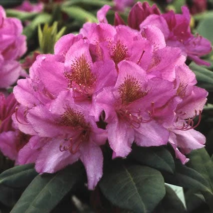 Rhododendron (Rhododendron 'Delta') 1 Rhododendron (Rhododendron 'Delta')