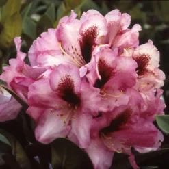 Rhododendron (Rhododendron 'Kokardia')