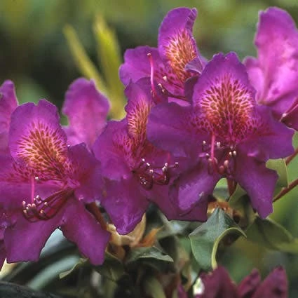 Rhododendron (Rhododendron 'Marcel Menard') 1 Rhododendron (Rhododendron 'Marcel Menard')