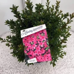 Japanse Azalea (Rhododendron 'Madame Van Hecke') -Tuinplantenwinkel rho. aj mme van hecke c10 2