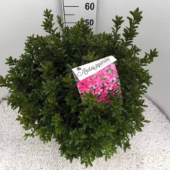 Japanse Azalea (Rhododendron 'Madame Van Hecke') 27 Japanse Azalea (Rhododendron 'Madame Van Hecke') -Tuinplantenwinkel rho. aj mme van hecke c15 1