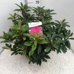 Rhododendron (Rhododendron 'Anah Kruschke') -Tuinplantenwinkel rho. anah kruschke c10 50 cm 1