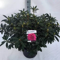 Rhododendron (Rhododendron 'Anah Kruschke') -Tuinplantenwinkel rho. anah kruschke c30