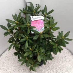 Rhododendron (Rhododendron 'Cosmopolitan') -Tuinplantenwinkel rho. cosmopolitan c10 50 cm 1
