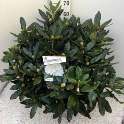 Rhododendron (Rhododendron 'Cunningham White') 29 Rhododendron (Rhododendron 'Cunningham White') -Tuinplantenwinkel rho. cunn white c20 2