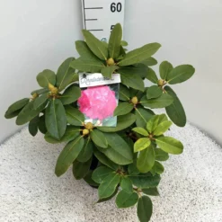 Rhododendron (Rhododendron 'Germania') -Tuinplantenwinkel rho. germania c10 50 cm