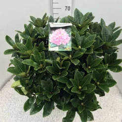 Rhododendron (Rhododendron 'Gomer Waterer') -Tuinplantenwinkel rho. gomer waterer c20 1