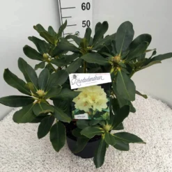Rhododendron (Rhododendron 'Horizon Monarch') -Tuinplantenwinkel rho. horizon monarch c10 50 cm 1