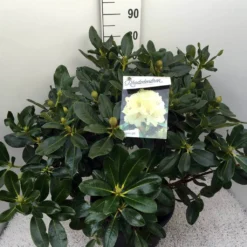 Rhododendron (Rhododendron 'Horizon Monarch') -Tuinplantenwinkel rho. horizon monarch c20 1