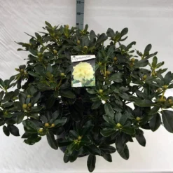 Rhododendron (Rhododendron 'Horizon Monarch') -Tuinplantenwinkel rho. horizon monarch c40