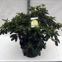 Rhododendron (Rhododendron 'Horizon Monarch') -Tuinplantenwinkel rho. horizon monarch c80