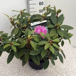 Rhododendron (Rhododendron 'Kokardia') -Tuinplantenwinkel rho. kokardia c10 50 cm 1