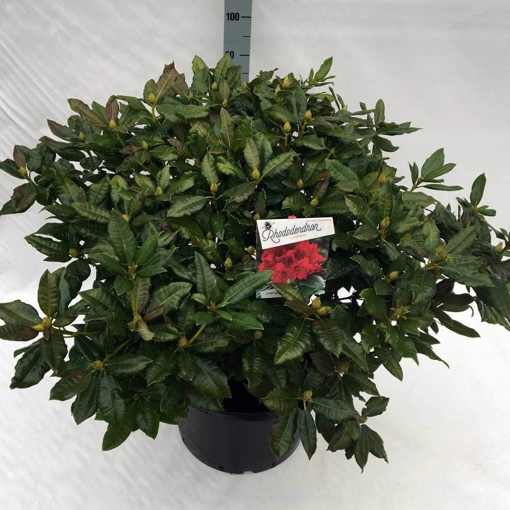 Rhododendron (Rhododendron 'Lord Roberts') 5 Rhododendron (Rhododendron 'Lord Roberts') - Afbeelding 5