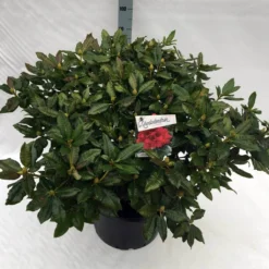 Rhododendron (Rhododendron 'Lord Roberts') -Tuinplantenwinkel rho. lord roberts c40