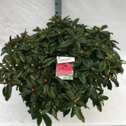 Rhododendron (Rhododendron 'Marie Forte') 18 Rhododendron (Rhododendron 'Marie Forte') -Tuinplantenwinkel rho. marie forte c40