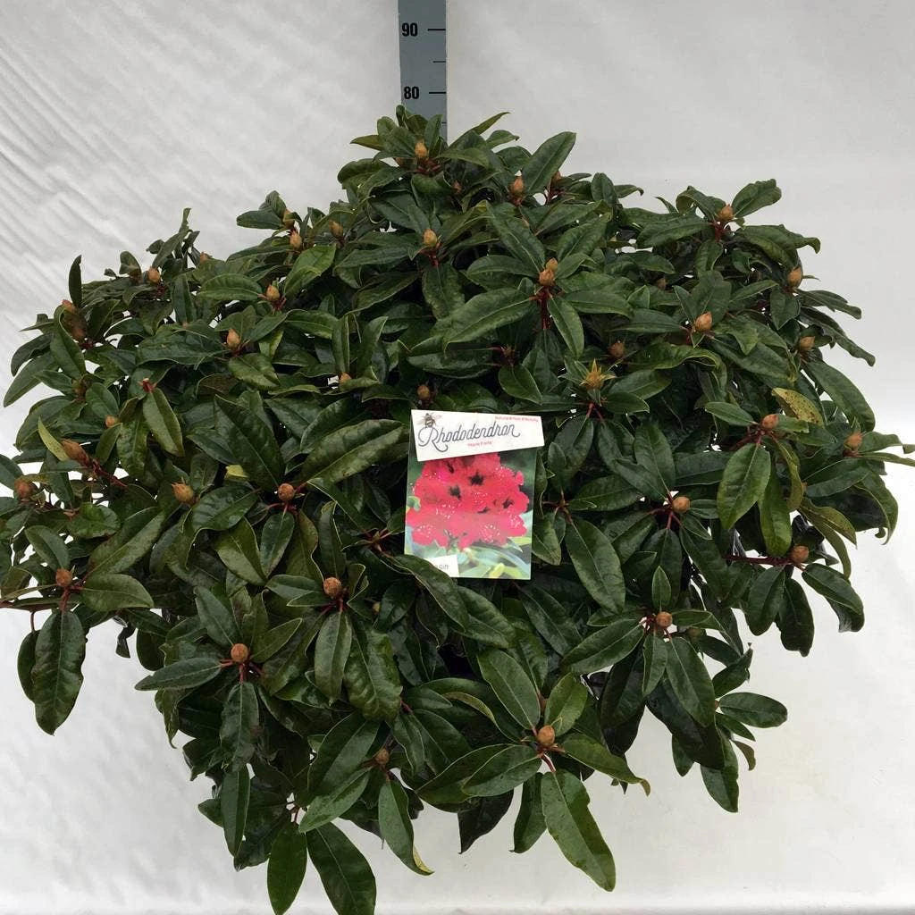 Rhododendron (Rhododendron 'Marie Forte') 7 Rhododendron (Rhododendron 'Marie Forte') - Afbeelding 7