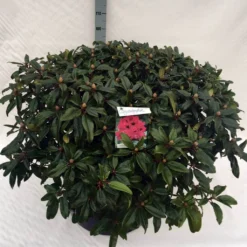 Rhododendron (Rhododendron 'Marie Forte') -Tuinplantenwinkel rho. marie forte c80 2