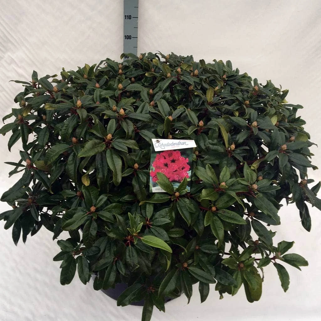 Rhododendron (Rhododendron 'Marie Forte') 10 Rhododendron (Rhododendron 'Marie Forte') - Afbeelding 10