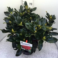 Rhododendron (Rhododendron 'Markeeta's Prize') -Tuinplantenwinkel rho. markeeta s prize c20 1