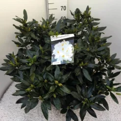 Rhododendron (Rhododendron 'Madame Masson') -Tuinplantenwinkel rho. mme masson c20 1