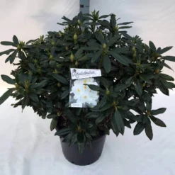 Rhododendron (Rhododendron 'Madame Masson') -Tuinplantenwinkel rho. mme masson c30