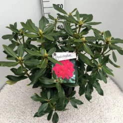 Rhododendron (Rhododendron 'Nova Zembla') -Tuinplantenwinkel rho. nova zembla c10 50 cm