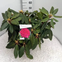 Rhododendron (Rhododendron 'American Beauty') -Tuinplantenwinkel rho. p. a. beauty c10 50 cm